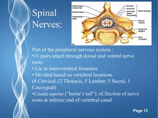 Spinal Cord Nerve Anatomical Model 5 Times Sumal Ventral Dorsal Coccygeal Root  Teaching Resources