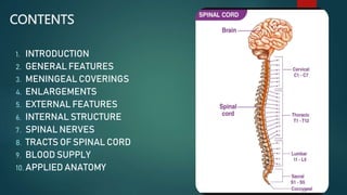 CONTENTS
1. INTRODUCTION
2. GENERAL FEATURES
3. MENINGEAL COVERINGS
4. ENLARGEMENTS
5. EXTERNAL FEATURES
6. INTERNAL STRUCTURE
7. SPINAL NERVES
8. TRACTS OF SPINAL CORD
9. BLOOD SUPPLY
10. APPLIED ANATOMY
 