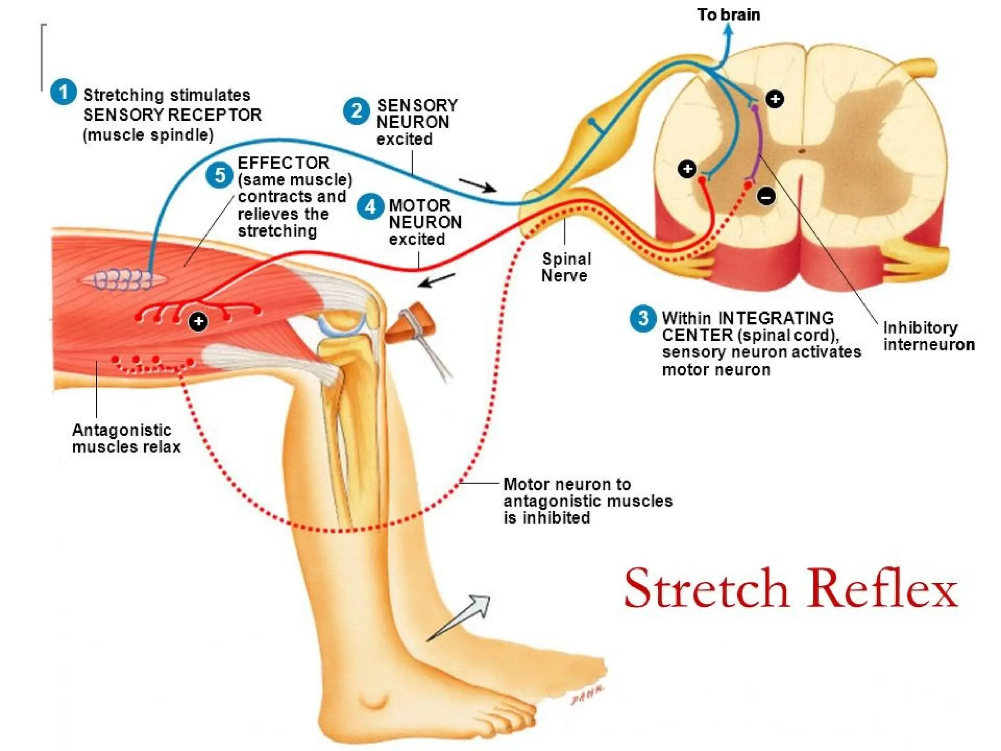 spinal-cord-spinal-cord-anatomy-and-physiology-spinal-nerves-reflex