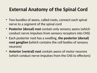 Spinal Cord Anatomy And Physiology Ppt