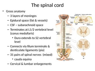 spinal cord.hindsight I don’t think I would be a | PPT
