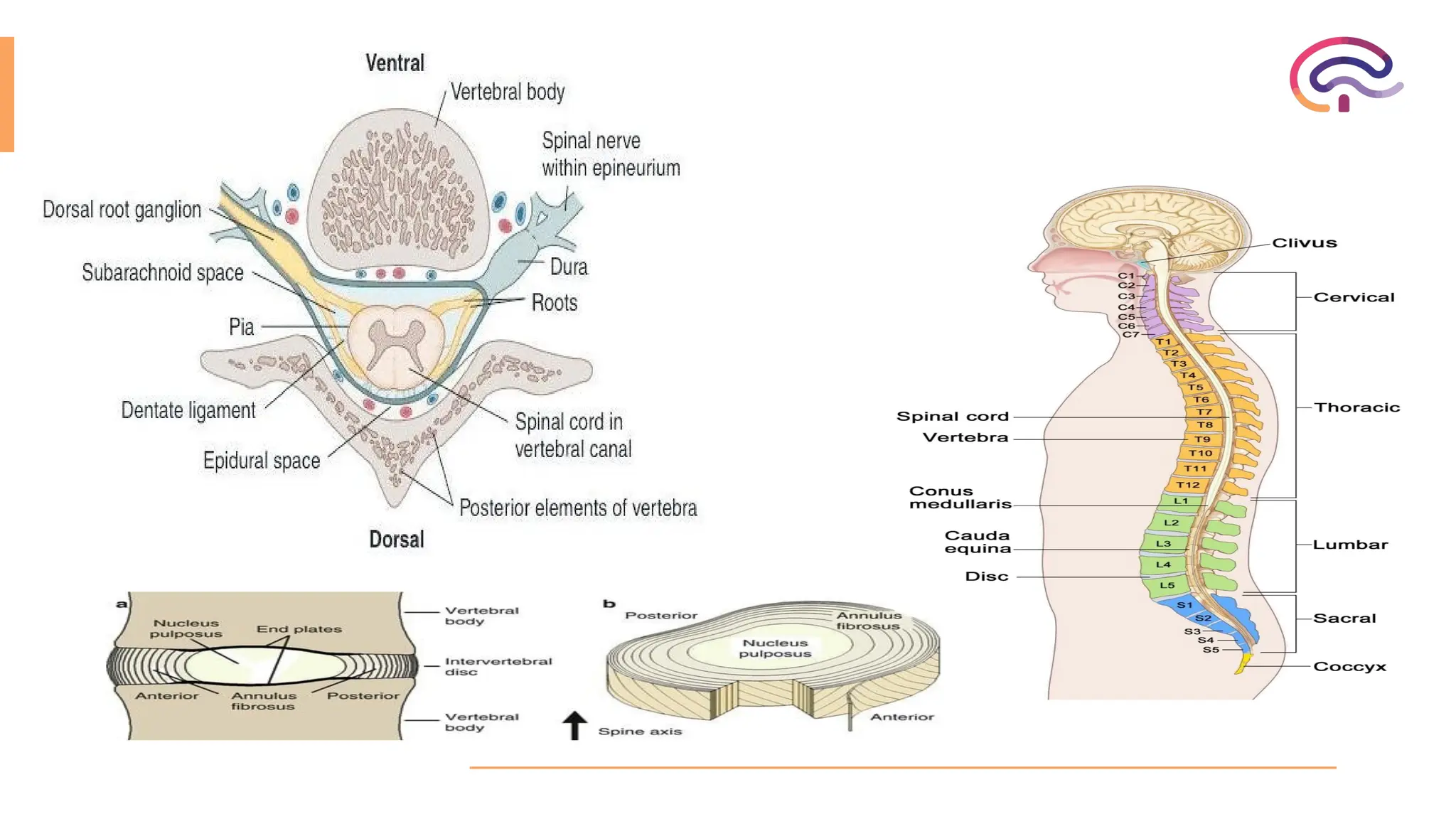 spinal cord disorders (Myelopathies and radiculoapthies) | PPTX