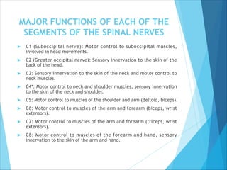 MAJOR FUNCTIONS OF EACH OF THE
SEGMENTS OF THE SPINAL NERVES
 C1 (Suboccipital nerve): Motor control to suboccipital muscles,
involved in head movements.
 C2 (Greater occipital nerve): Sensory innervation to the skin of the
back of the head.
 C3: Sensory innervation to the skin of the neck and motor control to
neck muscles.
 C4*: Motor control to neck and shoulder muscles, sensory innervation
to the skin of the neck and shoulder.
 C5: Motor control to muscles of the shoulder and arm (deltoid, biceps).
 C6: Motor control to muscles of the arm and forearm (biceps, wrist
extensors).
 C7: Motor control to muscles of the arm and forearm (triceps, wrist
extensors).
 C8: Motor control to muscles of the forearm and hand, sensory
innervation to the skin of the arm and hand.
 