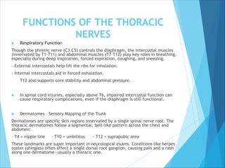 FUNCTIONS OF THE THORACIC
NERVES
 Respiratory Function
Though the phrenic nerve (C3–C5) controls the diaphragm, the intercostal muscles
(innervated by T1–T11) and abdominal muscles (T7–T12) play key roles in breathing,
especially during deep inspiration, forced expiration, coughing, and sneezing.
- External intercostals help lift the ribs for inhalation.
- Internal intercostals aid in forced exhalation.
- T12 also supports core stability and abdominal pressure.
 In spinal cord injuries, especially above T6, impaired intercostal function can
cause respiratory complications, even if the diaphragm is still functional.
 Dermatomes – Sensory Mapping of the Trunk
Dermatomes are specific skin regions innervated by a single spinal nerve root. The
thoracic dermatomes follow a segmental, belt-like pattern across the chest and
abdomen:
- T4 = nipple line - T10 = umbilicus - T12 = suprapubic area
These landmarks are super important in neurological exams. Conditions like herpes
zoster (shingles) often affect a single dorsal root ganglion, causing pain and a rash
along one dermatome—usually a thoracic one.
 