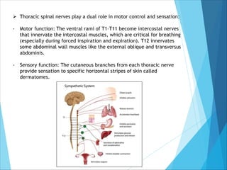 Ø Thoracic spinal nerves play a dual role in motor control and sensation:
- Motor function: The ventral rami of T1–T11 become intercostal nerves
that innervate the intercostal muscles, which are critical for breathing
(especially during forced inspiration and expiration). T12 innervates
some abdominal wall muscles like the external oblique and transversus
abdominis.
- Sensory function: The cutaneous branches from each thoracic nerve
provide sensation to specific horizontal stripes of skin called
dermatomes.
 