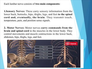Each lumbar nerve consists of two main components:
1.Sensory Nerves: These carry sensory information from the
lower back, buttocks, hips, thighs, legs, and feet to the spinal
cord and, eventually, the brain. They transmit touch,
temperature, pain, and position sense signals.
2. Motor Nerves: Motor nerves carry commands from the
brain and spinal cord to the muscles in the lower body. They
control movements and muscle contractions in the lower back,
abdomen, hips, thighs, legs, and feet.
 