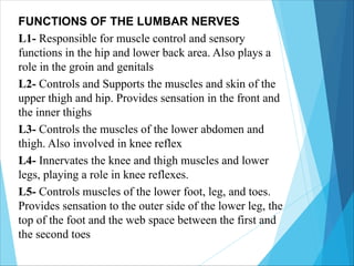 FUNCTIONS OF THE LUMBAR NERVES
L1- Responsible for muscle control and sensory
functions in the hip and lower back area. Also plays a
role in the groin and genitals
L2- Controls and Supports the muscles and skin of the
upper thigh and hip. Provides sensation in the front and
the inner thighs
L3- Controls the muscles of the lower abdomen and
thigh. Also involved in knee reflex
L4- Innervates the knee and thigh muscles and lower
legs, playing a role in knee reflexes.
L5- Controls muscles of the lower foot, leg, and toes.
Provides sensation to the outer side of the lower leg, the
top of the foot and the web space between the first and
the second toes
 