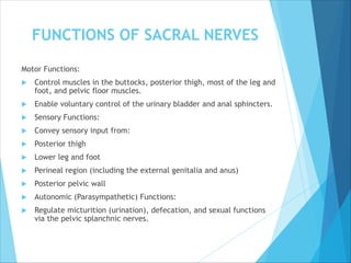 FUNCTIONS OF SACRAL NERVES
Motor Functions:
 Control muscles in the buttocks, posterior thigh, most of the leg and
foot, and pelvic floor muscles.
 Enable voluntary control of the urinary bladder and anal sphincters.
 Sensory Functions:
 Convey sensory input from:
 Posterior thigh
 Lower leg and foot
 Perineal region (including the external genitalia and anus)
 Posterior pelvic wall
 Autonomic (Parasympathetic) Functions:
 Regulate micturition (urination), defecation, and sexual functions
via the pelvic splanchnic nerves.
 