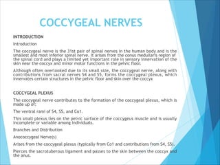COCCYGEAL NERVES
INTRODUCTION
Introduction
The coccygeal nerve is the 31st pair of spinal nerves in the human body and is the
smallest and most inferior spinal nerve. It arises from the conus medullaris region of
the spinal cord and plays a limited yet important role in sensory innervation of the
skin near the coccyx and minor motor functions in the pelvic floor.
Although often overlooked due to its small size, the coccygeal nerve, along with
contributions from sacral nerves S4 and S5, forms the coccygeal plexus, which
innervates certain structures in the pelvic floor and skin over the coccyx
COCCYGEAL PLEXUS
The coccygeal nerve contributes to the formation of the coccygeal plexus, which is
made up of:
The ventral rami of S4, S5, and Co1.
This small plexus lies on the pelvic surface of the coccygeus muscle and is usually
incomplete or variable among individuals.
Branches and Distribution
Anococcygeal Nerve(s)
Arises from the coccygeal plexus (typically from Co1 and contributions from S4, S5).
Pierces the sacrotuberous ligament and passes to the skin between the coccyx and
the anus.
 