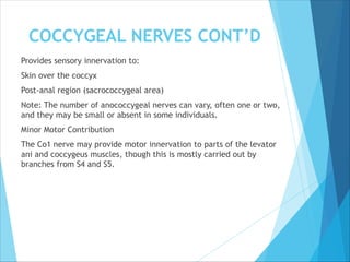 COCCYGEAL NERVES CONT’D
Provides sensory innervation to:
Skin over the coccyx
Post-anal region (sacrococcygeal area)
Note: The number of anococcygeal nerves can vary, often one or two,
and they may be small or absent in some individuals.
Minor Motor Contribution
The Co1 nerve may provide motor innervation to parts of the levator
ani and coccygeus muscles, though this is mostly carried out by
branches from S4 and S5.
 