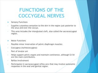 FUNCTIONS OF THE
COCCYGEAL NERVES
 Sensory Functions
• Supplies cutaneous sensation to the skin in the region just posterior to
the anus and over the coccyx.
• This area includes the intergluteal cleft, also called the sacrococcygeal
region.
 Motor Functions
• Possible minor innervation of pelvic diaphragm muscles:
• Coccygeus (ischiococcygeus)
• Part of levator ani
• Helps support pelvic organs and maintain continence, although S3–S4
are the main contributors.
• Reflex Involvement
• Participates in sacrococcygeal reflex arcs that may involve autonomic
responses in the anal and genital region.
 