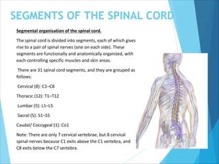 SEGMENTS OF THE SPINAL CORD
Segmental organisation of the spinal cord.
The spinal cord is divided into segments, each of which gives
rise to a pair of spinal nerves (one on each side). These
segments are functionally and anatomically organized, with
each controlling specific muscles and skin areas.
There are 31 spinal cord segments, and they are grouped as
follows:
Cervical (8): C1–C8
Thoracic (12): T1–T12
Lumbar (5): L1–L5
Sacral (5): S1–S5
Caudal/ Coccygeal (1): Co1
Note: There are only 7 cervical vertebrae, but 8 cervical
spinal nerves because C1 exits above the C1 vertebra, and
C8 exits below the C7 vertebra.
 