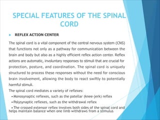 SPECIAL FEATURES OF THE SPINAL
CORD
 REFLEX ACTION CENTER
The spinal cord is a vital component of the central nervous system (CNS)
that functions not only as a pathway for communication between the
brain and body but also as a highly efficient reflex action center. Reflex
actions are automatic, involuntary responses to stimuli that are crucial for
protection, posture, and coordination. The spinal cord is uniquely
structured to process these responses without the need for conscious
brain involvement, allowing the body to react swiftly to potentially
harmful stimuli.
The spinal cord mediates a variety of reflexes:
•Monosynaptic reflexes, such as the patellar (knee-jerk) reflex
•Polysynaptic reflexes, such as the withdrawal reflex
•The crossed extensor reflex involves both sides of the spinal cord and
helps maintain balance when one limb withdraws from a stimulus
 