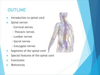 OUTLINE
 Introduction to spinal cord
 Spinal nerves
~Cervical nerves
~ Thoracic nerves
~ Lumbar nerves
~ Sacral nerves
~ Coccygeal nerves
 Segments of the spinal cord
 Special features of the spinal cord
 Conclusion
 References
 