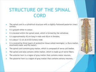 STRUCTURE OF THE SPINAL
CORD
 The spinal cord is a cylindrical structure with a slightly flattened posterior (rear)
surface.
 It is greyish-white in colour.
 It is located within the spinal canal, which is formed by the vertebrae.
 It is approximately 43 cm long in male and 42cm in females.
 It is about 1-2 cm (0.4-0.8 inches) wide.
 It is covered by three layers of protective tissue called meninges( i.e Dura matter,
Arachnoid mater and Pia mater).
 The spinal cord contains gray matter, which is composed of nerve cell bodies.
 The spinal cord also contains white matter, which is made up of nerve fibers.
 The anterior horn is a region of gray matter that contains motor neurons.
 The posterior horn is a region of gray matter that contains sensory neurons.
 
