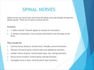 SPINAL NERVES
Spinal nerves are nerves that arise from the spinal cord and emerge through the
spinal column. There are 31 pairs of spinal nerves:
Functions
 1. Motor control: Transmit signals to muscles for movement.
 2. Sensory transmission: Carry sensory information from the body to the
brain.
They include the
 Cervical nerves (8 pairs): Control neck, shoulder, and arm functions.
 Thoracic nerves(12 pairs): Control chest and abdominal functions.
 Lumbar nerves (5 pairs): Control lower back, hip, and leg functions.
 Sacral nerves (5 pairs): Control pelvic and leg functions.
 Coccygeal nerve (1 pair): Controls pelvic floor functions.
 