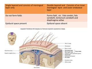 Lamina Marginalis Anatomical study of human Spinal cord.pptx