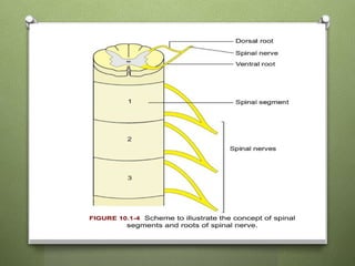 Spinal Presentation A Presentation on anatomy of Spinal Cord.pptx