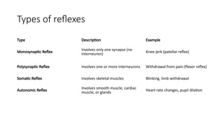 Polysynaptic Reflexes Example central nervous system , structur , function of spinal cord | PPTX