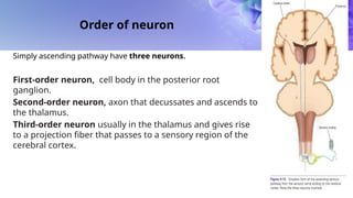 Second Order Neuron Spinal Cord Anatomy Disease Tracts Fibres | PPTX