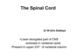 The Spinal Cord
Dr M Idris Siddiqui
•Lower elongated part of CNS
enclosed in vertebral canal
•Present in upper 2/3rd
of vertebral column
 