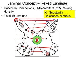 Rexed Laminae Function Meninges of brain & Grey matter of Spinal cord | PPT