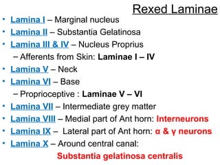 Rex Lamina Meninges of brain & Grey matter of Spinal cord | PPT