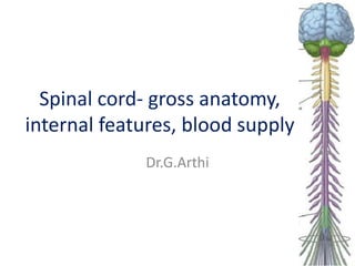 Spinal cord- gross anatomy,
internal features, blood supply
Dr.G.Arthi
1
 