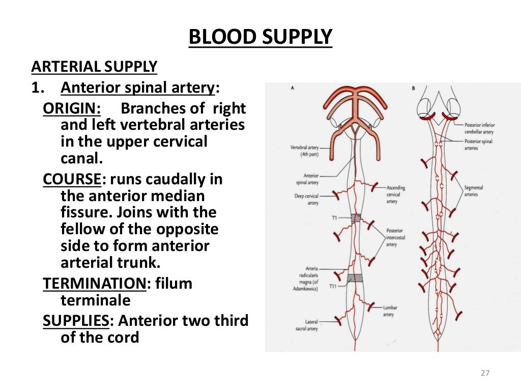 Spinal cord (2)