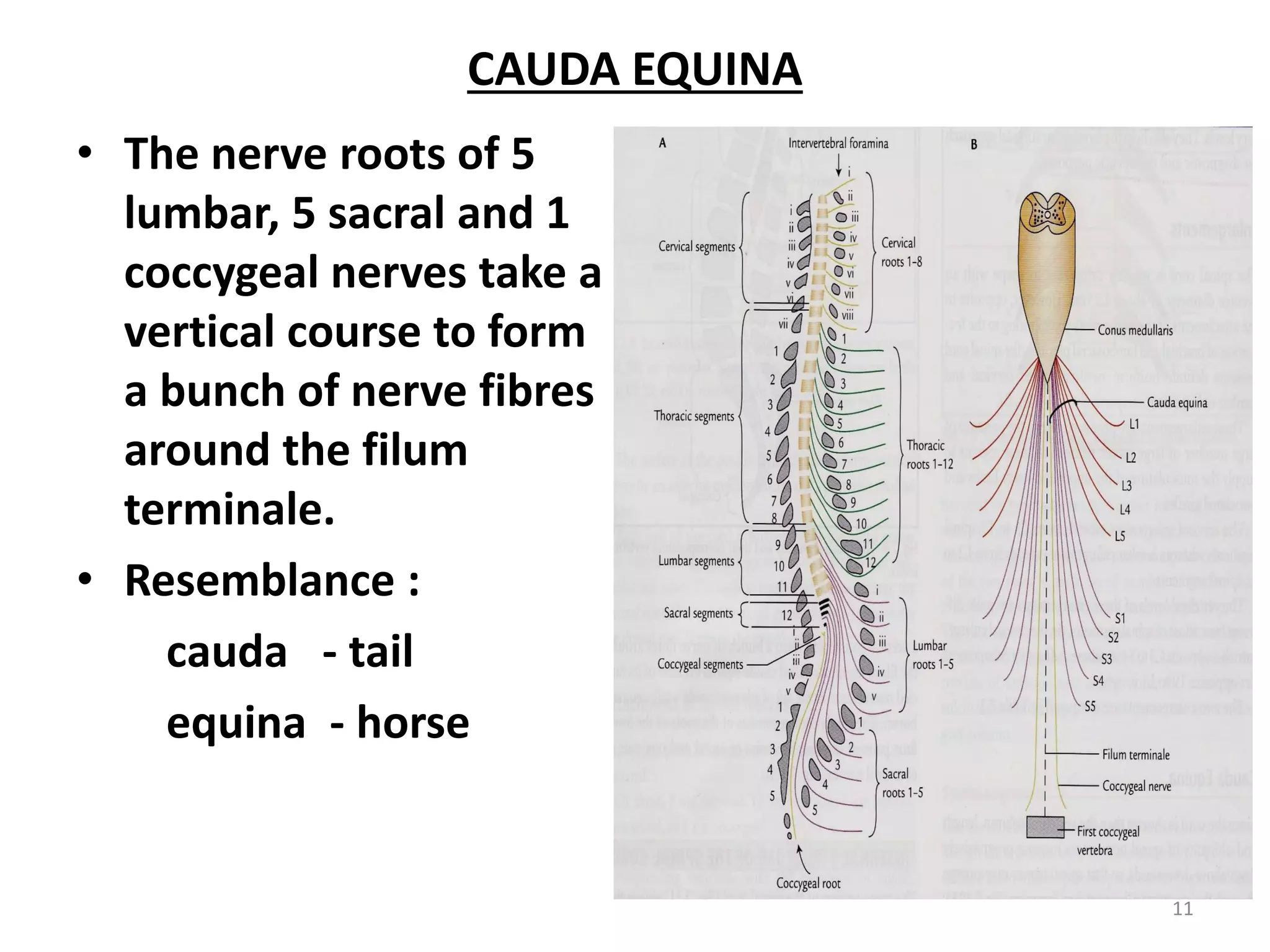Spinal cord (2) | PDF