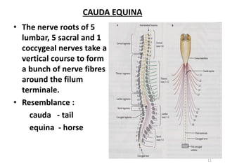 CAUDA EQUINA
• The nerve roots of 5
lumbar, 5 sacral and 1
coccygeal nerves take a
vertical course to form
a bunch of nerve fibres
around the filum
terminale.
• Resemblance :
cauda - tail
equina - horse
11
 
