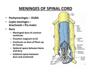 MENINGES OF SPINAL CORD
• Pachymeninges – DURA
• Lepto meninges –
Arachnoid + Pia mater
• Dura
– Meningeal dura of cranium
continues
– Foramen magnum to S2
– Continues as dura of filum up
to Coccyx
– Epidural space between bone
and dura
– Subdural space between
dura and arachnoid
16
 