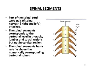 SPINAL SEGMENTS
• Part of the spinal cord
were pair of spinal
nerves– { right and left }
attached.
• The spinal segments
corresponds to the
vertebral level in thoracic,
lumbar and sacral regions
but not in cervical region.
• The spinal segments has a
rule lie above the
numerically corresponding
vertebral spines
19
 
