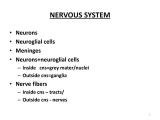NERVOUS SYSTEM
• Neurons
• Neuroglial cells
• Meninges
• Neurons+neuroglial cells
– Inside cns=grey mater/nuclei
– Outside cns=ganglia
• Nerve fibers
– Inside cns – tracts/
– Outside cns - nerves
2
 