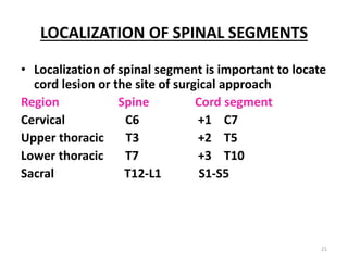 LOCALIZATION OF SPINAL SEGMENTS
• Localization of spinal segment is important to locate
cord lesion or the site of surgical approach
Region Spine Cord segment
Cervical C6 +1 C7
Upper thoracic T3 +2 T5
Lower thoracic T7 +3 T10
Sacral T12-L1 S1-S5
21
 