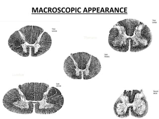MACROSCOPIC APPEARANCE
cervical
Thoracic
Lumbar sacral
24
 