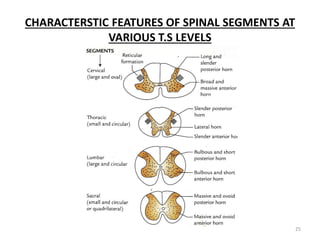CHARACTERSTIC FEATURES OF SPINAL SEGMENTS AT
VARIOUS T.S LEVELS
25
 
