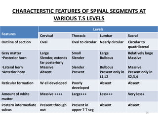 CHARACTERSTIC FEATURES OF SPINAL SEGMENTS AT
VARIOUS T.S LEVELS
Features
Levels
Cervical Thoracic Lumbar Sacral
Outline of section Oval Oval to circular Nearly circular Circular to
quadrilateral
Gray matter
•Posterior horn
•Lateral horn
•Anterior horn
Large
Slender, extends
far posteriorly
Massive
Absent
Small
Slender
Slender
Present
Large
Bulbous
Bulbous
Present only in
L1,L2
Relatively large
Massive
Massive
Present only in
S2,3,4
Reticular formation W ell developed Poorly
developed
Absent Absent
Amount of white
matter
Massive ++++ Large+++ Less+++ Very less+
Postero intermediate
sulcus
Present through
out
Present in
upper 7 T seg
Absent Absent
26
 