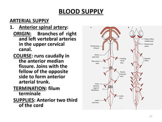 BLOOD SUPPLY
ARTERIAL SUPPLY
1. Anterior spinal artery:
ORIGIN: Branches of right
and left vertebral arteries
in the upper cervical
canal.
COURSE: runs caudally in
the anterior median
fissure. Joins with the
fellow of the opposite
side to form anterior
arterial trunk.
TERMINATION: filum
terminale
SUPPLIES: Anterior two third
of the cord
27
 