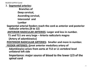 BLOOD SUPPLY Contd
3. Segmental arteries:
Branches of
Deep cervical,
Ascending cervical,
Intercostal and
Lumbar
Segmental arterial feeders reach the cord as anterior and posterior
radicular arteries.{8 to 12}
ANTERIOR RADICULAR ARTERIES: Larger and less in number.
T1 and T11 are very large – Arteria radicularis magna
{Artery of adamkiewicz}
POSTERIOR RADICULAR ARTERIES: Smaller and more in number.
FEEDER ARTERIES: Great anterior medullary artery of
Adamkiewicz-arises from aorta at T12 or L1 vertebral level
unilateral left side
Importance: major source of blood to the lower 2/3 of the
spinal cord
29
 