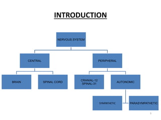 INTRODUCTION
NERVOUS SYSTEM
CENTRAL
BRAIN SPINAL CORD
PERIPHERAL
CRANIAL-12
SPINAL-31
AUTONOMIC
SYMPATHETIC PARASYMPATHETIC
3
 