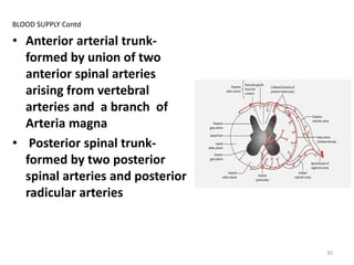 BLOOD SUPPLY Contd
• Anterior arterial trunk-
formed by union of two
anterior spinal arteries
arising from vertebral
arteries and a branch of
Arteria magna
• Posterior spinal trunk-
formed by two posterior
spinal arteries and posterior
radicular arteries
30
 