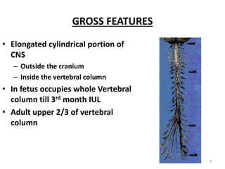 GROSS FEATURES
• Elongated cylindrical portion of
CNS
– Outside the cranium
– Inside the vertebral column
• In fetus occupies whole Vertebral
column till 3rd month IUL
• Adult upper 2/3 of vertebral
column
4
 