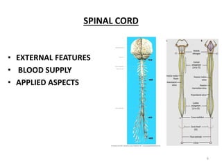 SPINAL CORD
• EXTERNAL FEATURES
• BLOOD SUPPLY
• APPLIED ASPECTS
6
 