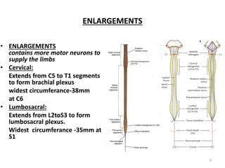 ENLARGEMENTS
• ENLARGEMENTS
contains more motor neurons to
supply the limbs
• Cervical:
Extends from C5 to T1 segments
to form brachial plexus
widest circumferance-38mm
at C6
• Lumbosacral:
Extends from L2toS3 to form
lumbosacral plexus.
Widest circumferance -35mm at
S1
9
 