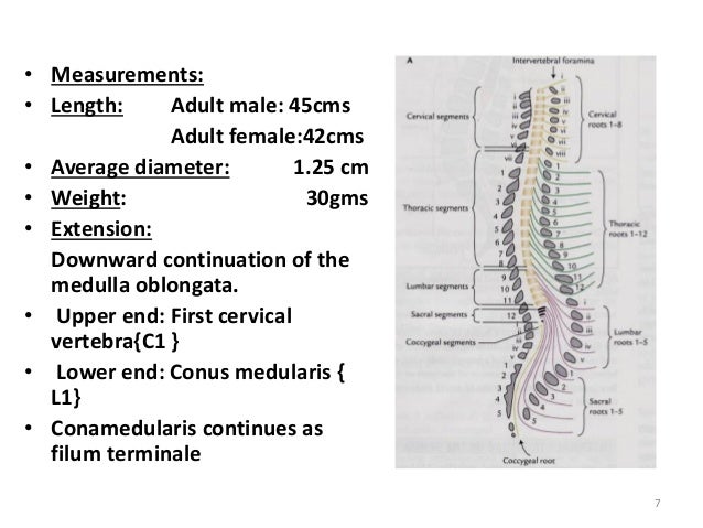 Where Does Filum Terminale End – In the gross specimen locate the filum terminale.