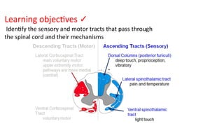 Comprehensive Overview of Spinal Cord Tracts and Lesions by Dr. Zainab ...
