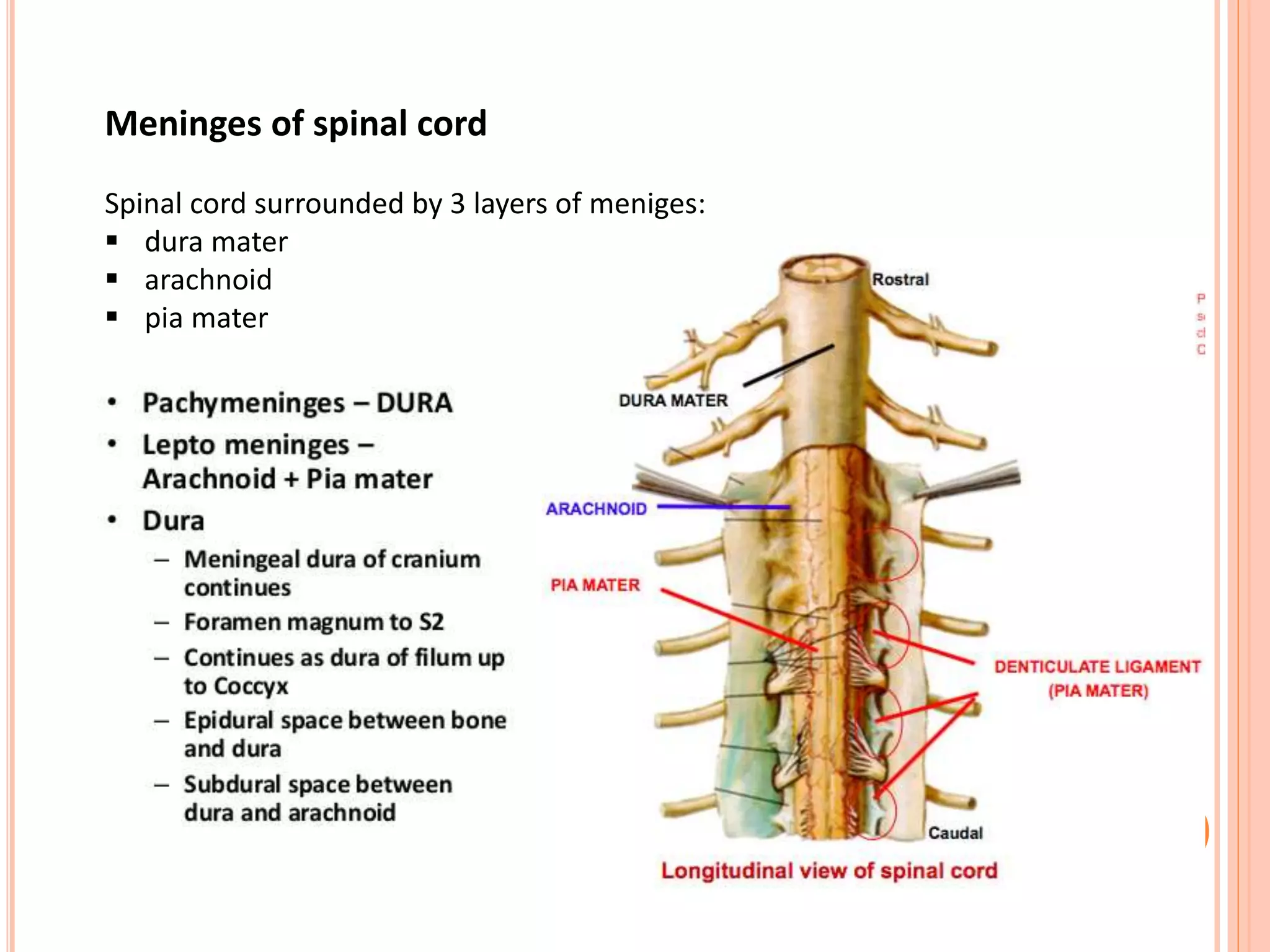 Spinal cord | PPTX