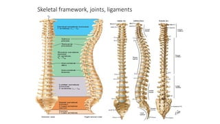 Spinal Column Framework Spinal Cord Anatomy and Blood Supply.pptx