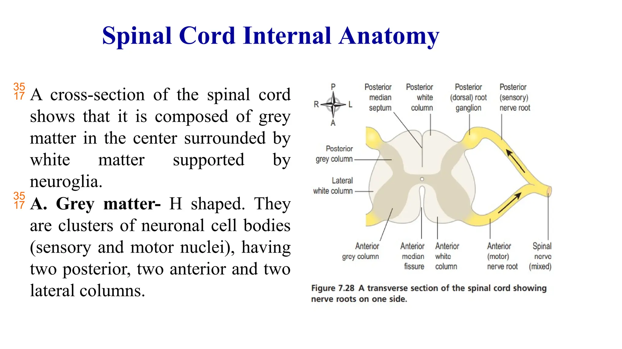 Anatomy and Physiology of Spinal cord .pptx
